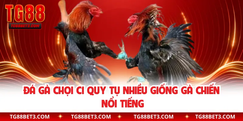 Đá gà chọi C1 quy tụ nhiều giống gà chiến nổi tiếng