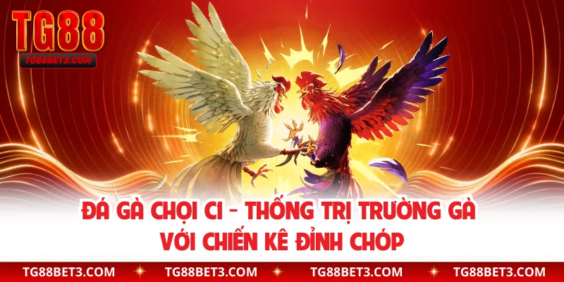 Đá Gà Chọi C1 - Thống Trị Trường Gà Với Chiến Kê Đỉnh Chóp