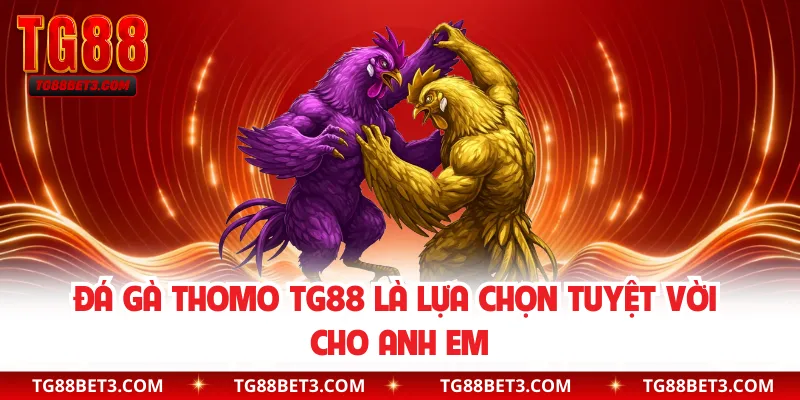 Đá gà Thomo TG88 là lựa chọn tuyệt vời cho anh em